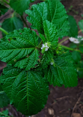 Refreshing green plants