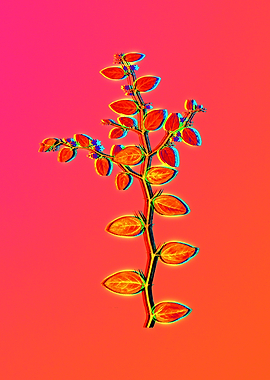 Neon Botanical Flowers