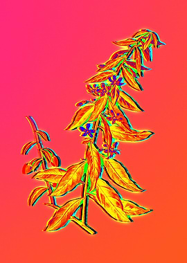 Yellow Flower Red Flower