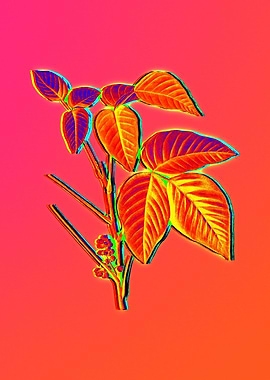 Pink Flower Yellow Flower