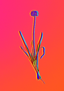 Hot Neon Pink Flowers