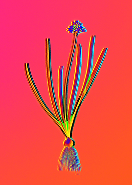 Red Botanical Illustration