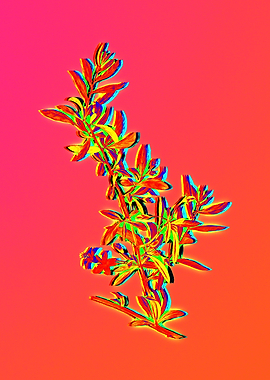 Yellow Flower Red Flower