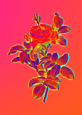 Pink Neon Roses