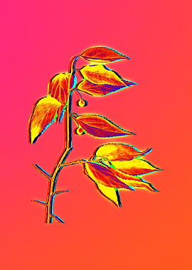 Blue Flower Yellow Flower