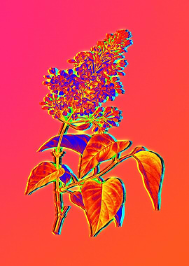 Neon Flower Drawing