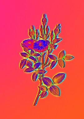 Hot Neon Pink Flowers