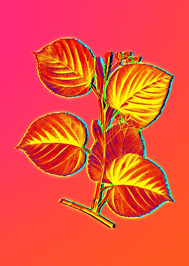 Neon Floral Illustration