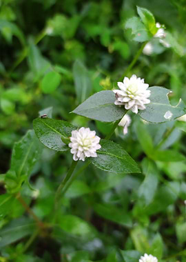 Beautiful little flowers