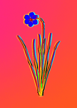 Neon Blue Flower on Pink
