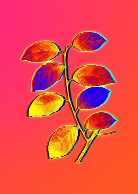 Pink Flower Yellow Flower