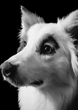 Australian Shepherd