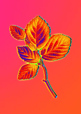Neon Leaf Illustration