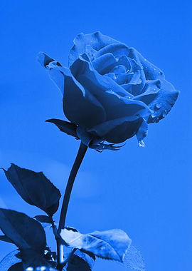 Love Rose blue 8665