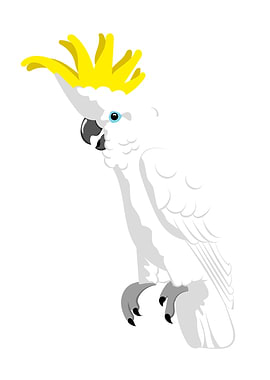 Sulphur crested Cockatoo