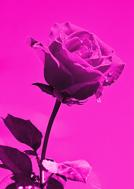 Love Rose magenta 8665