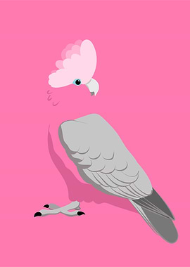 Galah