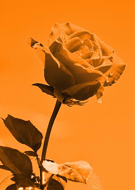 Love Rose orange 8665