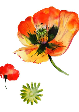 Red Poppy 05