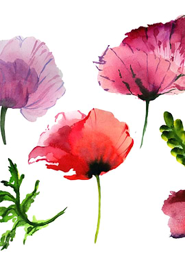 Poppies 08