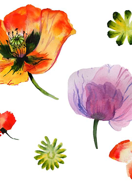 Poppies 05