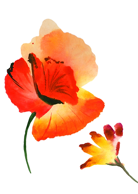 Red Poppy 03