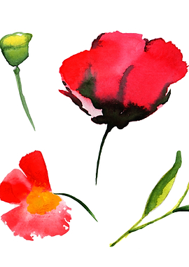 Red Poppy 04