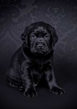 Labrador retriever puppy