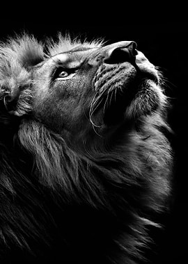 wild lion face poster