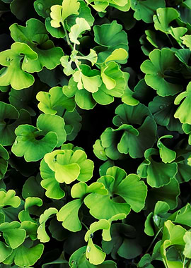Ginkgo Biloba foliage