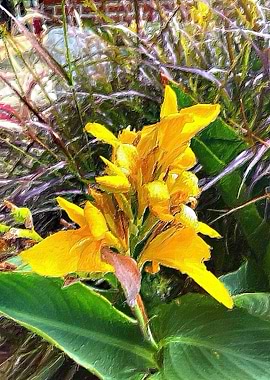 Yellow Flower of Dreams