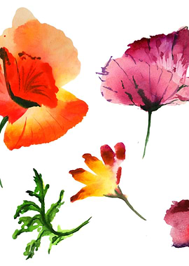 Poppies 03