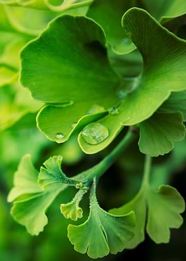 Ginkgo Biloba leaves