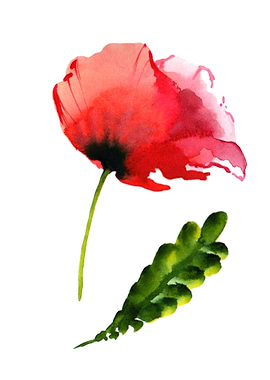 Red Poppy 01