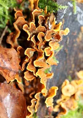 Trippy mushrooms on tree