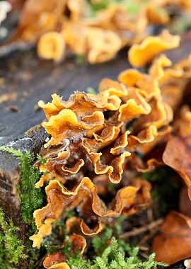 Trippy mushrooms on tree