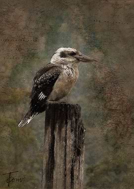 Kookaburro