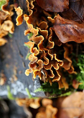 Trippy mushrooms on tree
