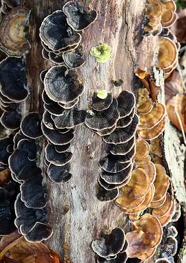 Trippy mushrooms on tree