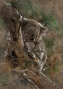 Koala