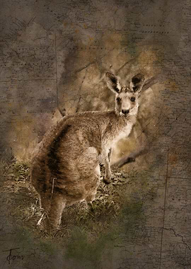 Kangaroo