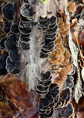 Trippy mushrooms on tree