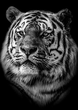 wild tiger head poster