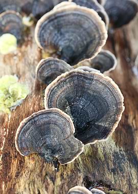 Trippy mushrooms on tree