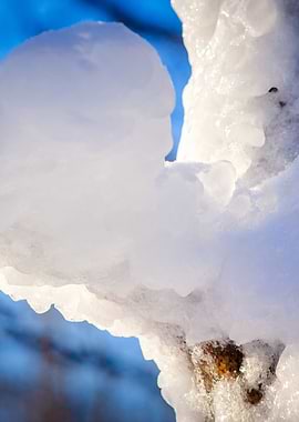 Details Of Icy Tree