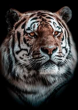 wild tiger head poster