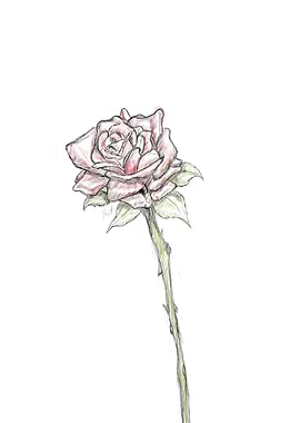 Rose sketch