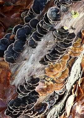 Trippy mushrooms on tree