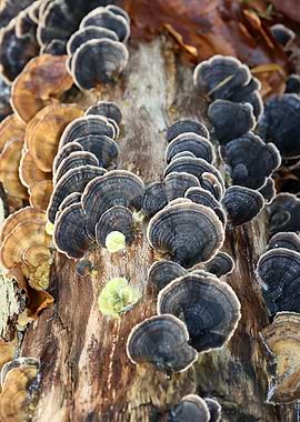 Trippy mushrooms on tree