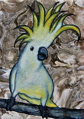 Cockatoo